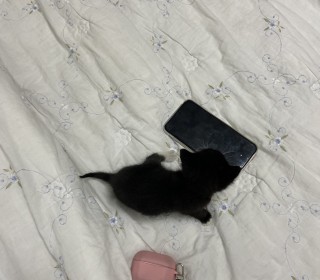 한국 고양이 무료분양