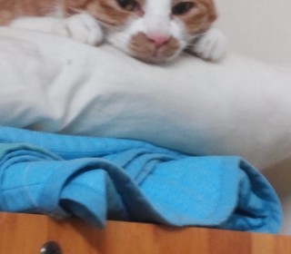 한국 고양이 무료분양