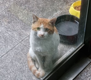 한국 고양이 무료분양