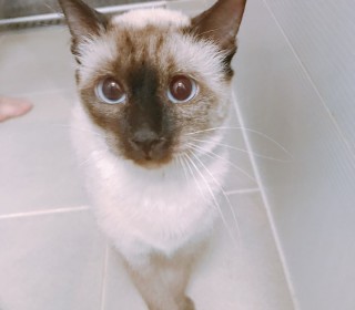 샴 무료분양
