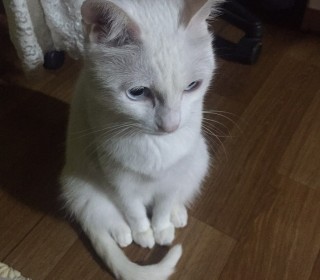 터키쉬앙고라 무료분양