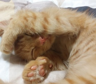 한국 고양이 무료분양
