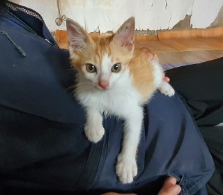 한국 고양이 무료분양