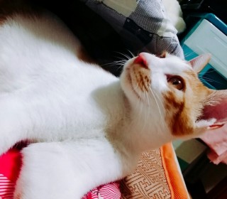한국 고양이 무료분양