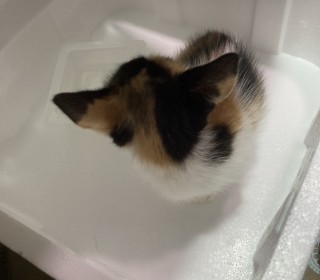 한국 고양이 무료분양