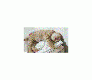 한국 고양이 무료분양