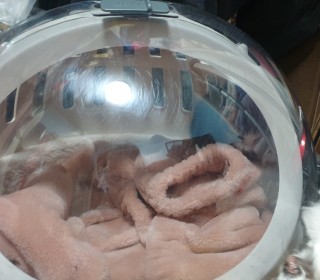 한국 고양이 무료분양