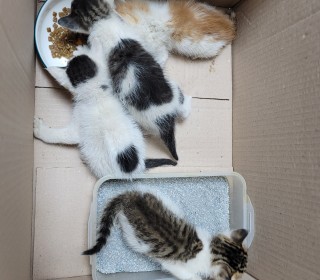 한국 고양이 무료분양