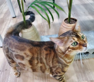 기타 무료분양