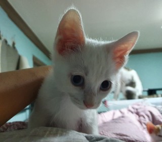 한국 고양이 무료분양