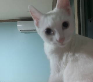 한국 고양이 무료분양