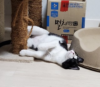 한국 고양이 무료분양