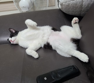 한국 고양이 무료분양