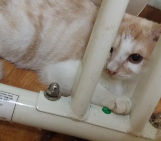 한국 고양이 무료분양