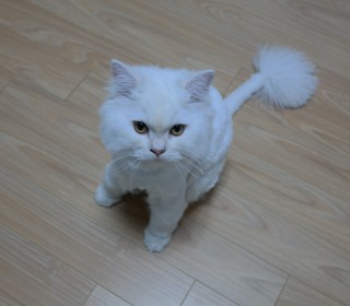 페르시안 무료분양