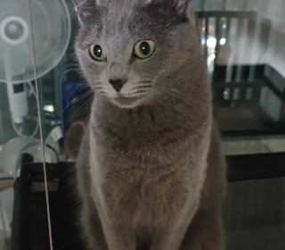 러시안 블루 무료분양