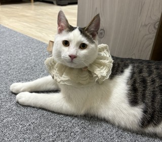 한국 고양이 무료분양