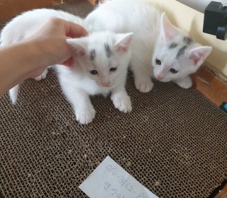 한국 고양이 무료분양