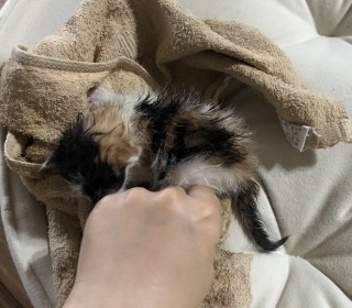 한국 고양이 무료분양