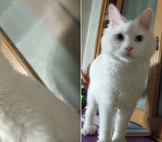 터키쉬앙고라 무료분양