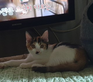 한국 고양이 무료분양
