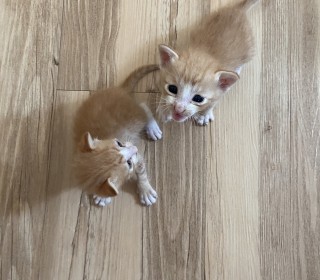한국 고양이 무료분양