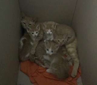 한국 고양이 무료분양