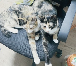한국 고양이 무료분양