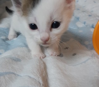 한국 고양이 무료분양