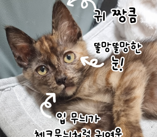 한국 고양이 무료분양
