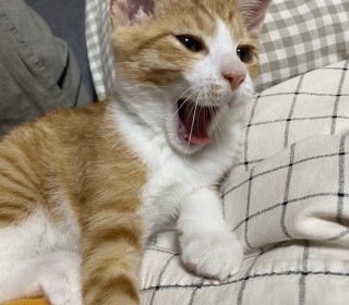 한국 고양이 무료분양