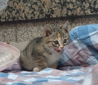 기타 무료분양
