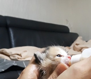 한국 고양이 무료분양