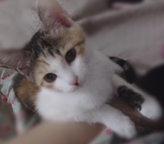 기타 무료분양