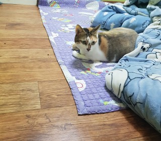 아메리칸 숏헤어 무료분양