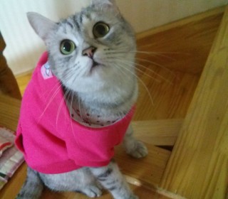 기타 무료분양