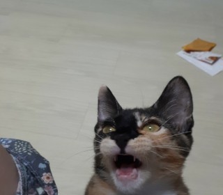 한국 고양이 무료분양