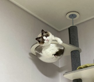 렉돌 무료분양