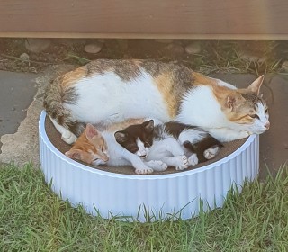 한국 고양이 무료분양