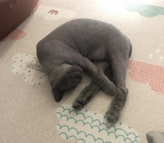 브리티쉬숏 무료분양