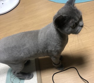 브리티쉬숏 무료분양