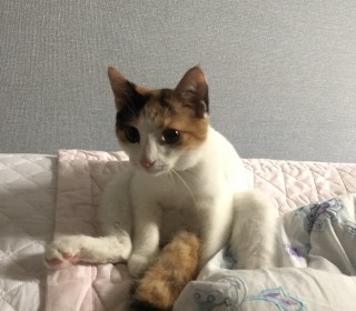 기타 무료분양