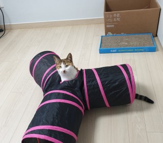 한국 고양이 무료분양
