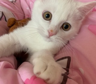 기타 무료분양
