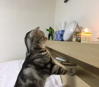 아메리칸 숏헤어 무료분양