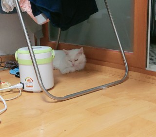 기타 무료분양