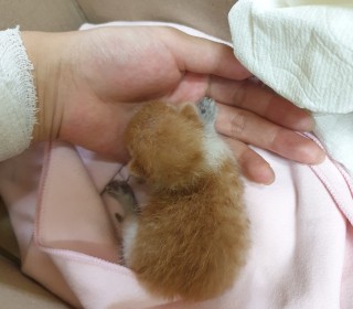 한국 고양이 무료분양