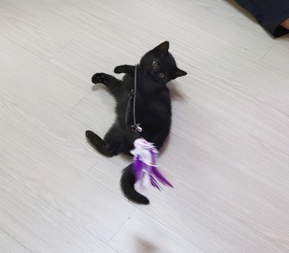 한국 고양이 무료분양