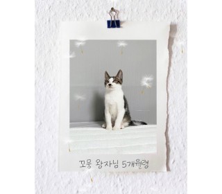 한국 고양이 무료분양