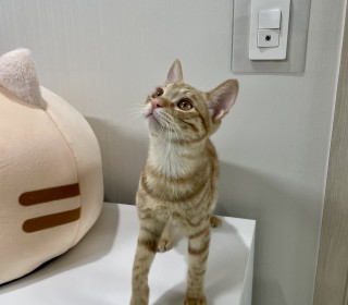 한국 고양이 무료분양